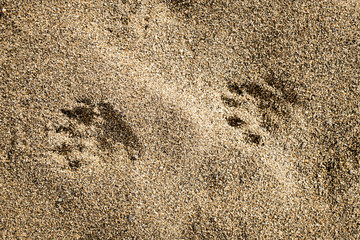 beaver prints in the sand  © Brandy