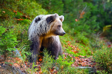 Fototapeta premium Young european brown bear in the authumn forest