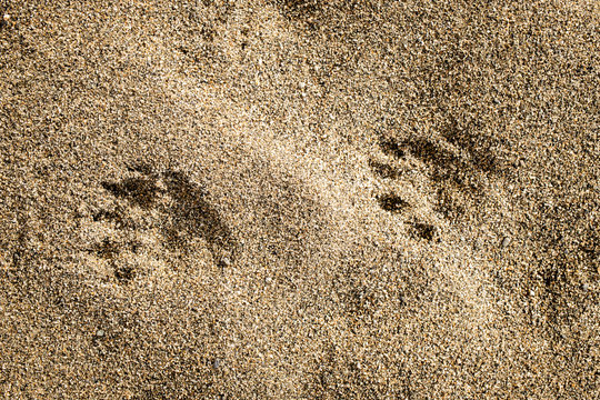 beaver prints in the sand 
