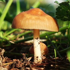 Marasmius oreades. Scotch bonnet. Fairy ring mushroom