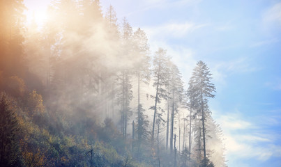 Fototapeta na wymiar Spruce forest with dense fog and sunrays at the dawn. Autumn morning in the mountains.
