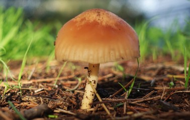 Marasmius oreades. Scotch bonnet. Fairy ring mushroom