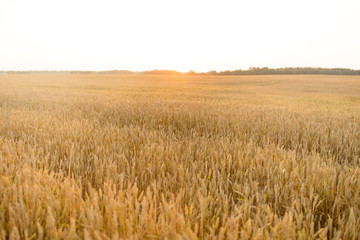 nature, summer, harvest and agriculture concept - cereal field with ripe wheat spikelets