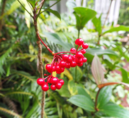 Fruits et fleurs de l'Ile de la Réunion