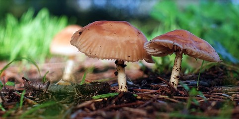 Marasmius oreades. Scotch bonnet. Fairy ring mushroom