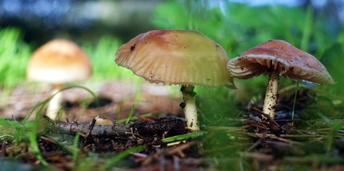 Marasmius oreades. Scotch bonnet. Fairy ring mushroom