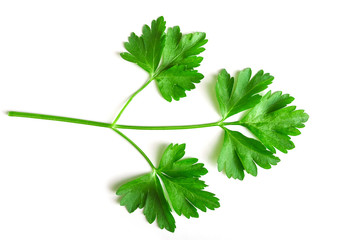 Sprig of parsley on the white background. Coriander or cumin sprig isolated. Top view