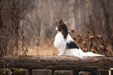 Profile portrait of Papillon dog sitting in the forest. Beautiful and happy Continental toy spaniel