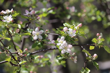 Apple tree flowers in the spring