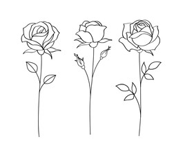 Set of sketches, hand drawn rose, line art. Vector illustration - 300405956
