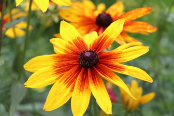 Rudbeckias in bright sun light
