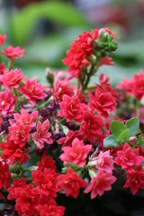 Blossomed kalanchoe flower in the summer.