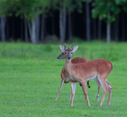 Buck up front