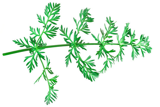 Coriander or cumin sprig isolated. Sprig of dill on the white background. Top view