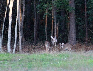 Whitetail deer pair at the trees