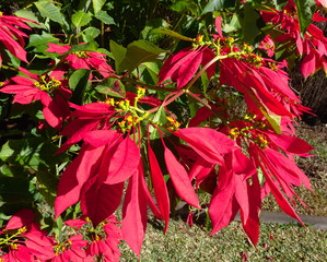 Fruits et fleurs de l'Ile de la R&eacute;union