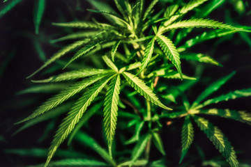beautiful green bush cannabis bust