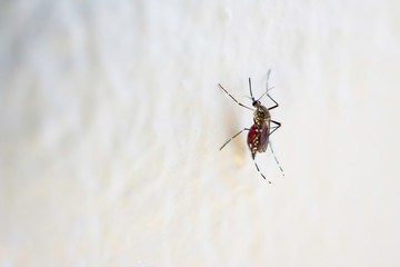 Mosquito cause sick, Malaria,Dengue,Chikungunya,Mayaro fever,Zica virus