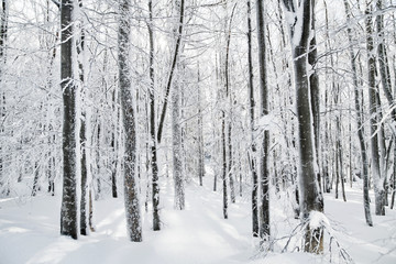 Snow-covered trees in forest in winter. Copy psace. - Powered by Adobe