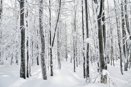 Snow-covered trees in forest in winter. Copy psace.