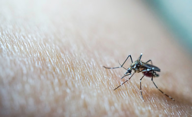 Mosquito sucking blood on human skin cause sick, Malaria,Dengue,Chikungunya,Mayaro fever,Dangerous Zica virus,influenza,Zika virus