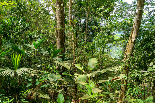 Sierra Nevada de Santa Marta