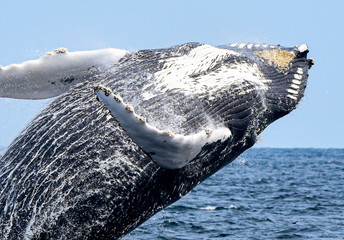 Closeup view of humpback whale (Megaptera novaeangliae) breaching showing the underside with yellow...