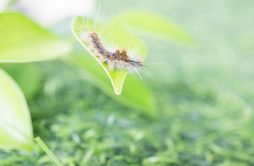 Hairy slug worm on green leaf in spring season,blurred background.(Calliteara pudibunda)
