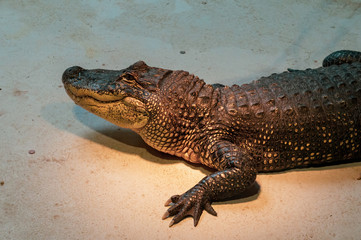 Alligator on the ground close up