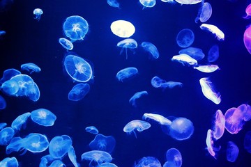 Jelly Fish - Underwater tank and fish aquarium  