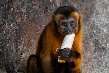 Obraz premium Macaco Banana