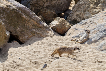 Meerkat resting against a rock and another one running