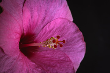 Macro Shot of Hibiscus Pistil, Filament, Anther, Style and Stigma