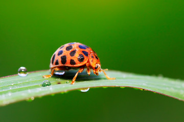 Epilachna vigintioctopunctata on plant