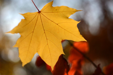 Yellow blurred maple leaf on blurred autumn background