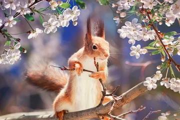 Rolgordijnen portret dier grappig schattig roodharige eekhoorn staat op boom bloeiende witte kersenknoppen in mei Zonnige tuin © nataba