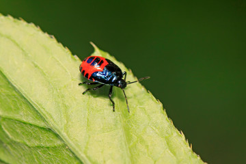 Zicrona caerulea on plant