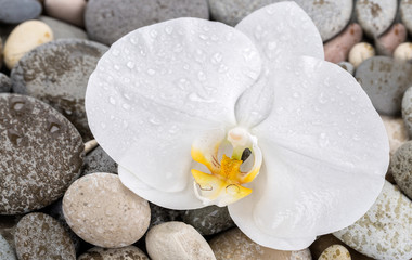 Obraz na płótnie Canvas Flower orchids
