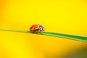 Hippodamia variegata on plant