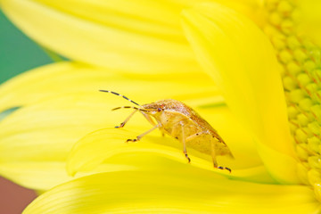 stinkbug on green leaf