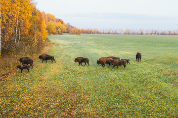 Herd of bison. Animals hiding in the forest.