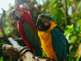 Redand Yellow Macaw Parrots sitting on a branch in a tropical park