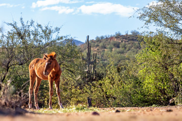 Cutee young wild horse foal in beautiful Arizona USA travel scene with saguaro cactus and mountains in the background
