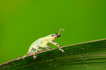 weevil on plant