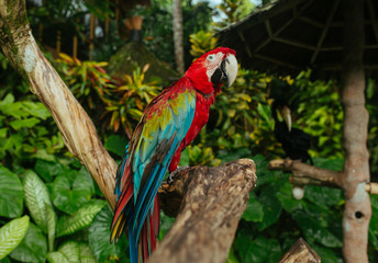 Red Blue Macaw Parrot sitting on a branch in a tropical park