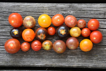 Paradeiser aus dem Garten