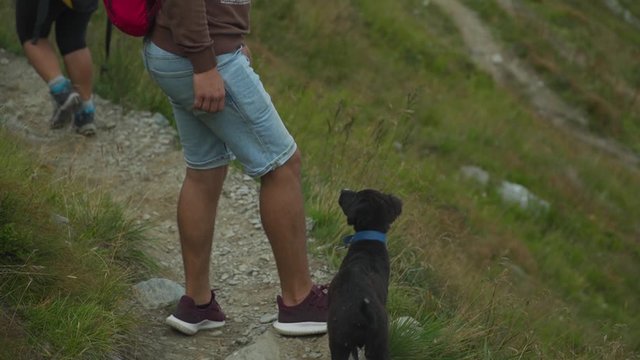Slow motion shot of black cute dog walking on path in mountains,close up