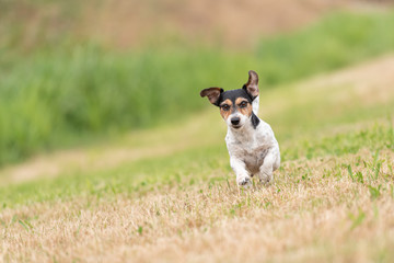 small cute dog runns over a green meadow. Jack Russell Terrier Hound 8 years old