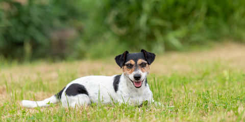  Cute little Jack Russell female 7 years old - dog lies on a green meadow