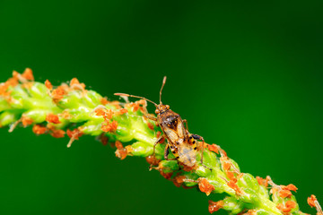 stinkbug on plant